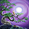 Barn Owl in Twisted Pine Tree